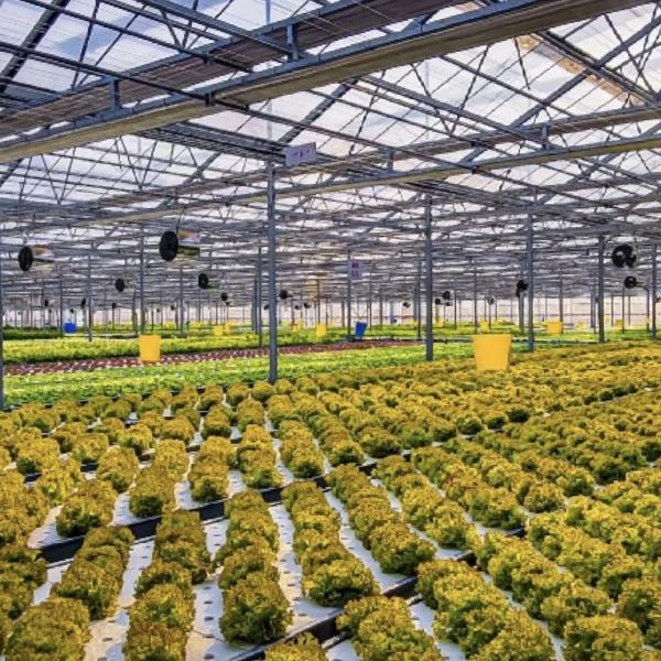 Good Light Transmission Glass Greenhouse for Flower Growing