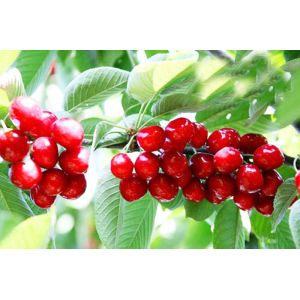 Pure Natural Cherry Extract/Pure Natural Acerola Cherry Extract