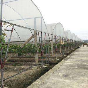 Rain Shelter Tunnel Plastic Greenhouse 80mic 100 Micron 200micron