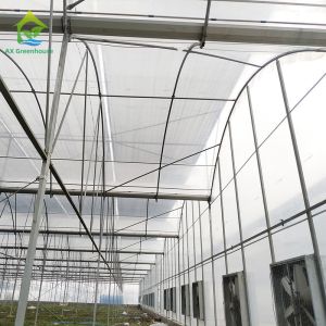 Plant Cultivation With Plastic Film Covered Multi Span Greenhouse And Irrigation