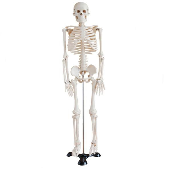 5' 6" Life Size Human Skeleton Anatomy Model For Medical Skeleton Education