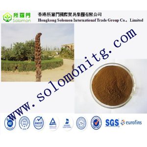 Quality 100% Natural Cistanche Tubulosa Extract/Total glycosides 80%/Echinacoside25%/Acteoside 10% for sale