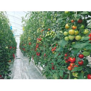 8m Span Width Poly Tunnel Greenhouse For High Yield Tomato Cultivation