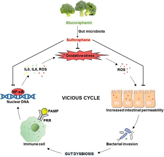 Glucoraphanin benefits 