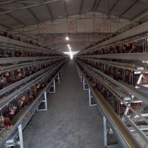 Galvanized A Type Chicken Poultry Cages Layer Automatic For Farming Equipment