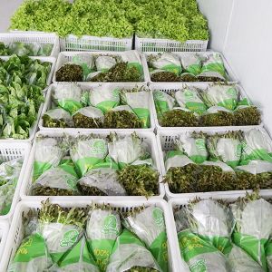 Heavy Duty Windproof Commercial Hot Houses Reinforced Plastic Greenhouse