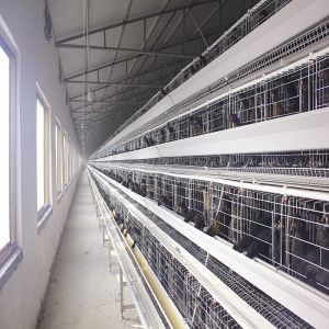 3Tiers 4Tiers Battery A Type Chicken Cage For Layers ISO9001 Certified