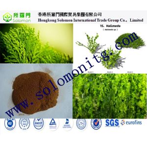 High quality fucoxanthin powder seaweed kelp extract,Natural Bladderwrack