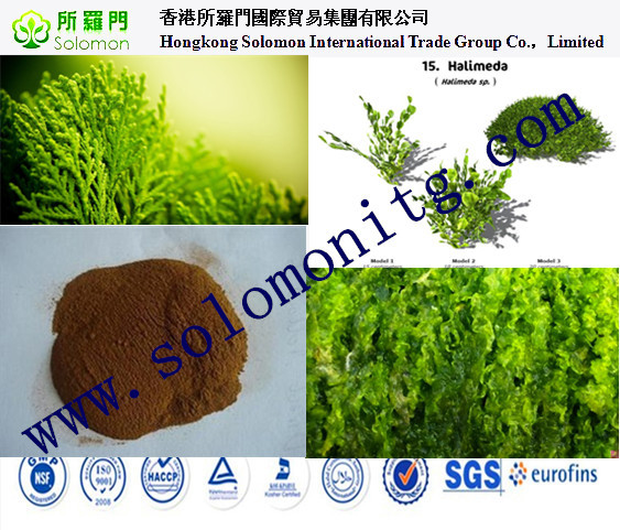 High quality fucoxanthin powder seaweed kelp extract,Natural Bladderwrack