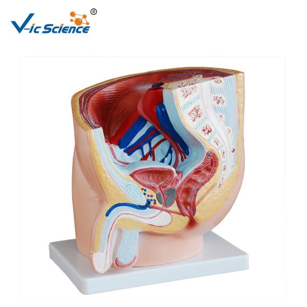 Buy Eco - Friendly PVC Human Anatomical Model Male Pelvis Model 1 Part at wholesale prices