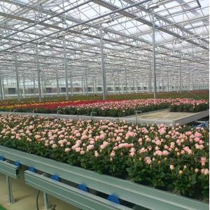 Arched Roof Construction Double-Arch Greenhouse for Tomato and Pepper in US