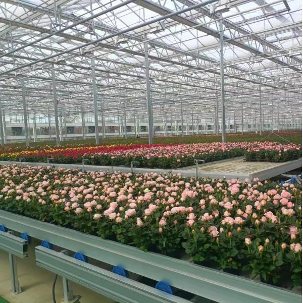 Arched Roof Construction Double-Arch Greenhouse for Tomato and Pepper in US