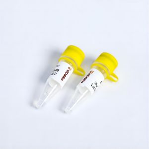 Quality Colourless T4 DNA Ligase (Fast) #K012 for sale
