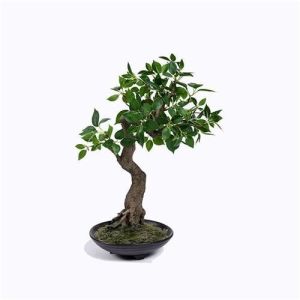 China Delightful Bonsai Pine Tree , Unique Bonsai Trees Cedrela Odorata Exotic Display on sale