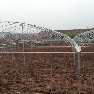 Multi Arch Plastic Film Rainout Shelter Greenhouse For Strawberry