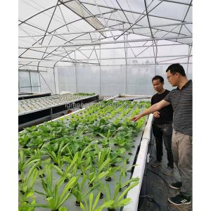 200micron Single Span Greenhouse Agricultural Tropical Climate Greenhouse