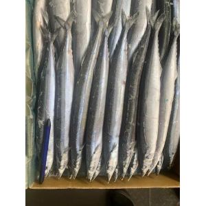 2# BQF Frozen Pacific Saury Fish With High Protein