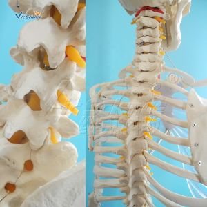 170cm Plastic Anatomical Skeleton Model Human Body Anatomical Teaching Model