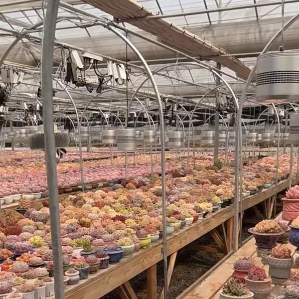 a Type Roof Glass Greenhouse with Good Light Transmission