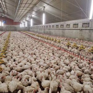 HI HOPE Chicken Farm Equipment 45cm Dia Pipe