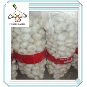 China nature garlic fresh ginger and garlic white Dry Garlic on sale