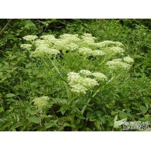 Angelicae Root (Dong Quai) Extract 1% Ligustilide (Latin name: Angelicae