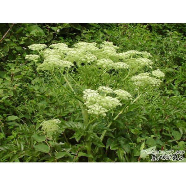 Angelicae Root (Dong Quai) Extract 1% Ligustilide (Latin name: Angelicae