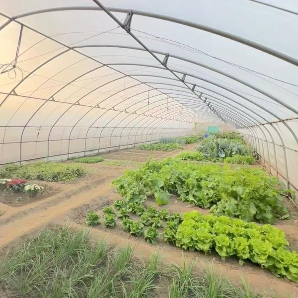 Single Layer Tunnel Greenhouse Hydroponics Growing System for Vegetables Multi
