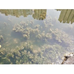 Stainless Mesh Water Hyacinth Water Moss Reed Collection Boat With Storage