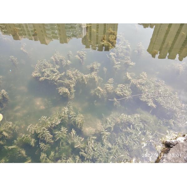 Stainless Mesh Water Hyacinth Water Moss Reed Collection Boat With Storage Bucket