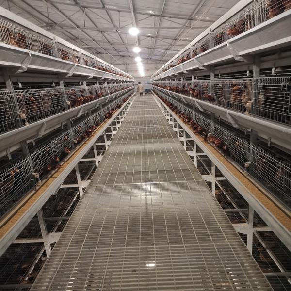Buy 4Tier Chicken Layer Battery Cage Poultry Farming , 192 Birds SGS Poultry Farming Equipment at wholesale prices