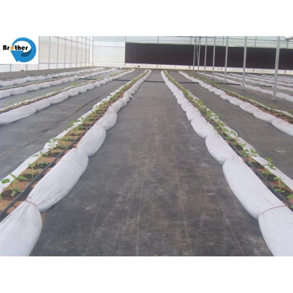 UV Treated Agriculture Weed Control Mat Black Plastic Mulch Ground Cover Weed Barrier Fabric Anti Grass
