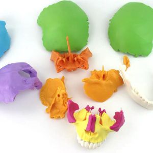 Disarticulated Human cranial 22 Parts cranial Model, Human Exploded cranial