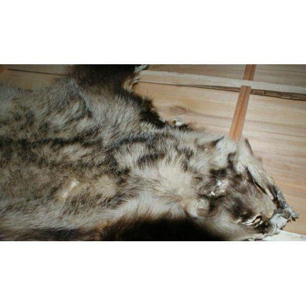 High Mountain White Badger Brush Hair / Animal Hair Stiffer Than Silvertip