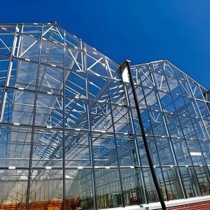 China Automated Venlo - type glass greenhouse with wet - curtain fan cooling system and carbon dioxide supplementation system on sale