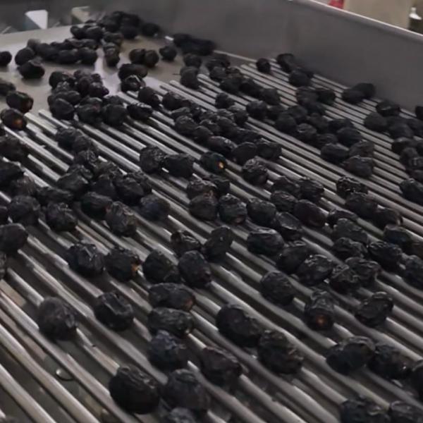 Smart Dates Sorting Machine, AI Detection, 6 lanes+10 outlets, 1.8 Tons per hour