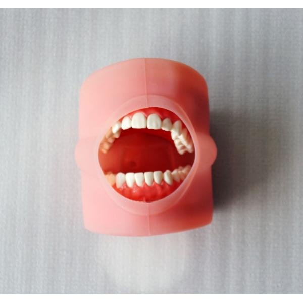 Medical Dental Training Simulator Desktop Dental Phantom Head Model For College Students