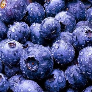 no pigment no essence Blueberry Powder/Natural Fruit Nutritional Blueberry
