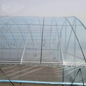 Budget-Friendly Agricultural Plastic Film Greenhouse for Vegetable Fruits