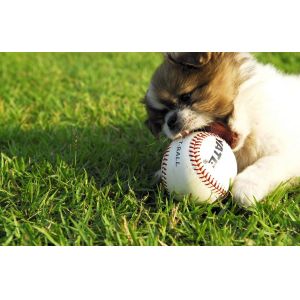 Quality Official Baseball made of cowhide leather for sale