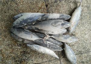 Quality 1.6kg Natural Color Frozen Seafood Fresh Bonito Tuna Fish for sale