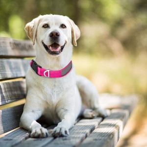 Reflective Waterproof Dog Collars , Smell Proof Dog Collar Polyester Webbing