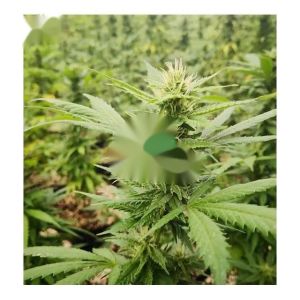 Agricultural 100% Blackout System Greenhouse With PE Film Cover