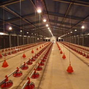 Q235B Galvanized Steel Poultry House with Bolted Connection