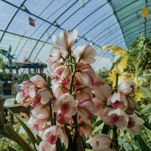 Experience the Benefits of the Flower Sunlight Greenhouse US Currency