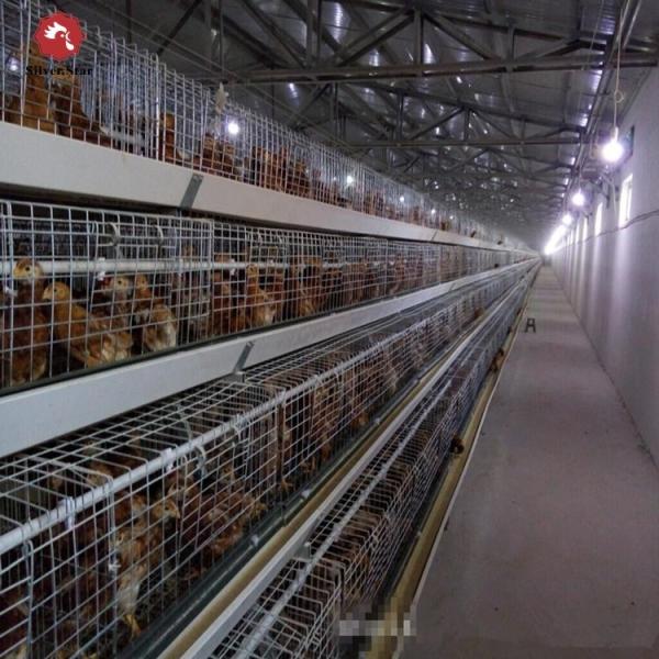 Buy H Type Broiler Meat Chicken Cage Sales In Senegal 30000 Birds 144 Birds at wholesale prices