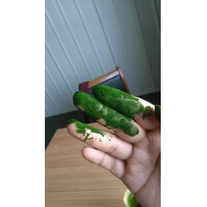 High quality Organic Heterotrophic Chlorella powder