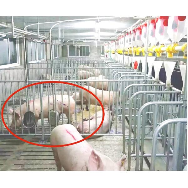 Piglet Nursery Pig Automatic Water Drinker Hog Cup Waterers