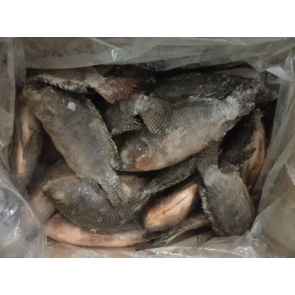 Buy Tasty Delicious high quality tilapia Gutted and Scaled at wholesale prices