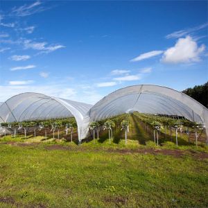 Strawberry High Tunnel Greenhouse Hydroponic Rain Shelter Greenhouse
